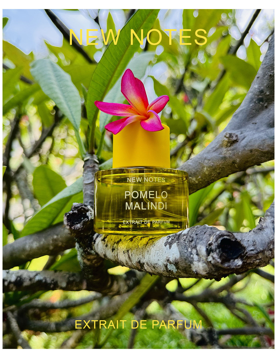 new notes -POMELO MALINDI
